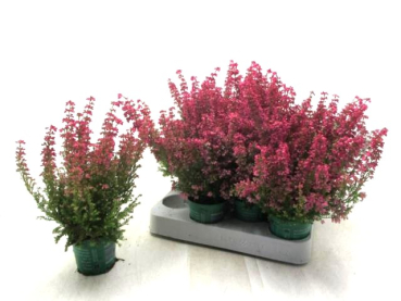 Mini Erica grac. rot