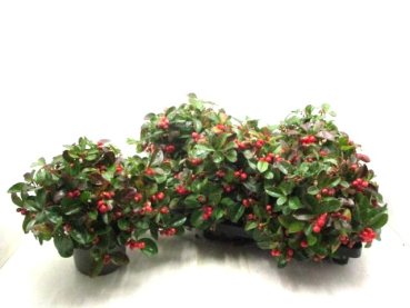 Gaultheria procumbens
