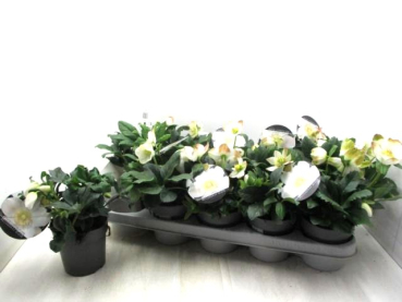 Helleborus niger "Adventstar"