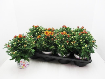 Chrysanthemum 'Red Bicolor'