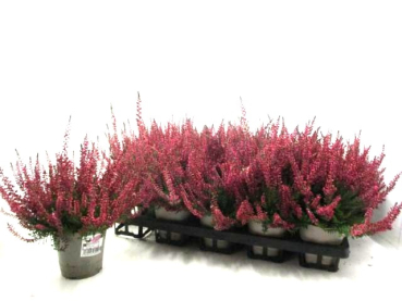 Calluna  vulg. rot