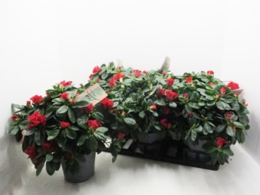 Azaleen "Lea" 22-25 cm rot
