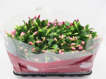 Schlumbergera  midi Mix