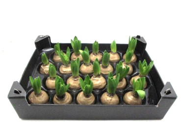 Wachs-Hyazinthe gold