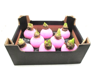 Wachsamaryllis  Glitter rosa