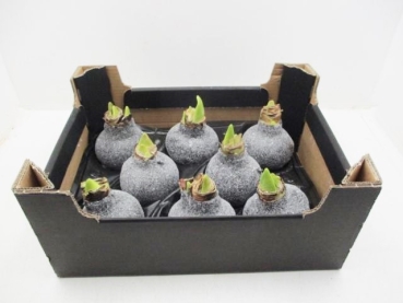 Wachsamaryllis  Glitter schwarz