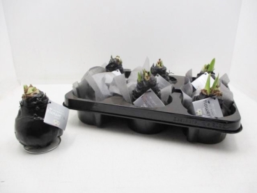 Waxz Amaryllis schwarz