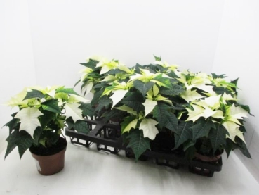 Poinsettia  midi weiß