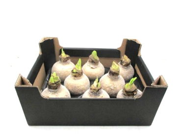 Wachsamaryllis  Glitter gold