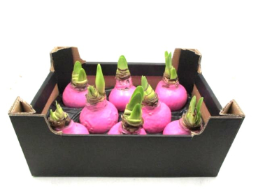 Wachsamaryllis fuchsia