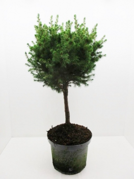 Picea glauca Stamm