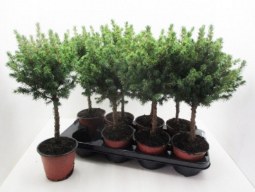 Picea glauca Stämmchen
