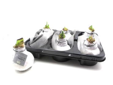 Waxz Amaryllis weiß