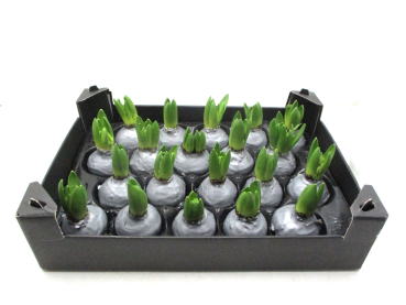 Wachs-Hyazinthe silber