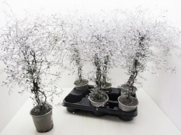 Corokia gefärbt weiß