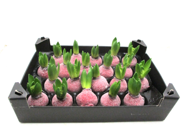 Wachs-Hyazinthe  Glitzer hellrot