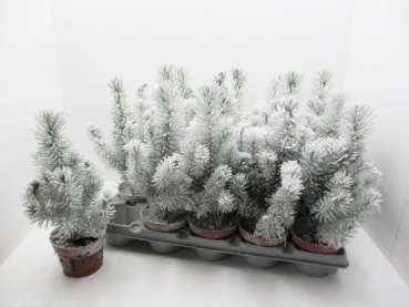 Pinus Pinea beschneit