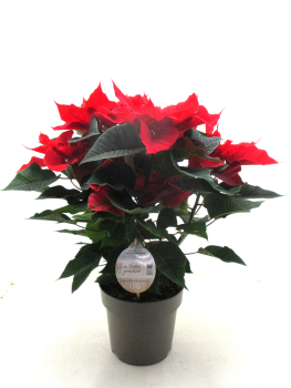 Poinsettia rot