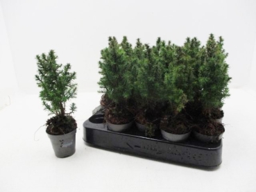 Mini Chamaecyparis thyo. "Top Point"