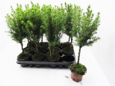 Picea glauca Stämmchen