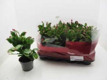 Schlumbergera  midi purple