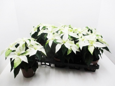 Poinsettia "Princettia" midi weiß