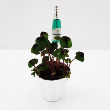 Klee in Sektkühler + Flasche