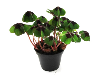 Klee ungeschmückt 7 cm