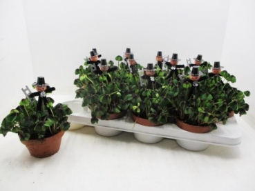 Klee in Gärtnerschale + Schornsteinfeger