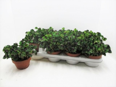 Klee in Gärtnerschale