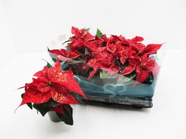 Mini Poinsettia rot Goldglitzer