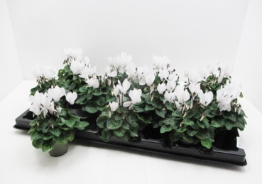 Mini Cyclamen weiß