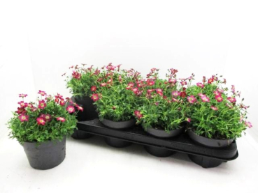 Saxifraga arendsii rotweiß