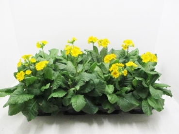 Primula veris gelb