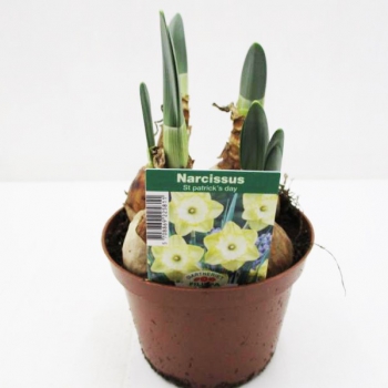 Narcissus  "St. Patricks Day"