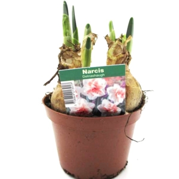 Narcissus  "Delnashaugh"