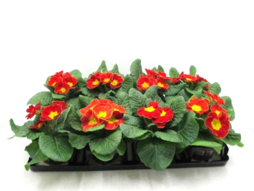 Primula acaulis Bourdeaux-/Rottöne