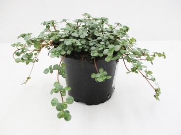 Pilea gl. "Greyzy"