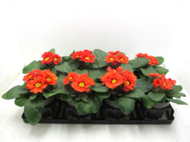 Primula acaulis Orangetöne