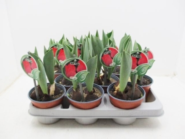 Tulpe "Duft" rot