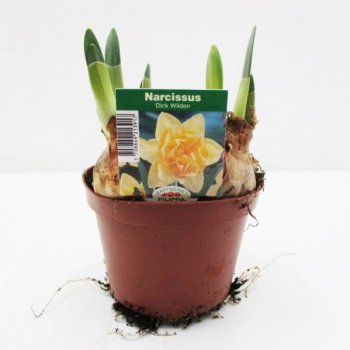 Narcissus  "Dick Wilden"