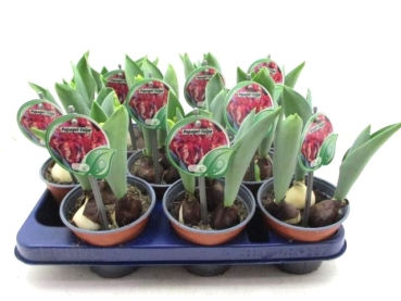 Tulpe "Papagei" rot