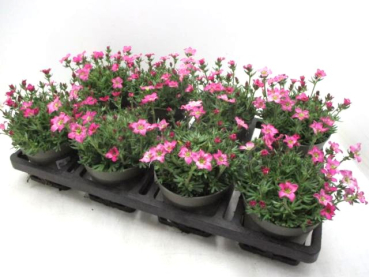 Saxifraga arendsii pink