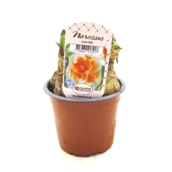 Narcissus  "Love Call"