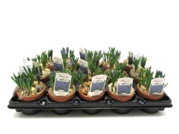 Muscari blau in Tontopf