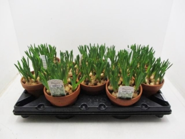 Muscari weiß in Tontopf