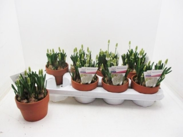 Muscari weiß in Tontopf