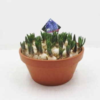 Muscari blau in Tonschale