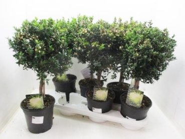 Myrtus communis Stämmchen