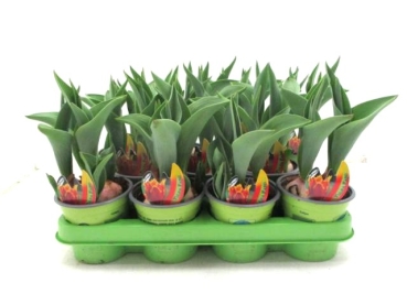 Tulpe  gelb-rot gefranst "Fabio"